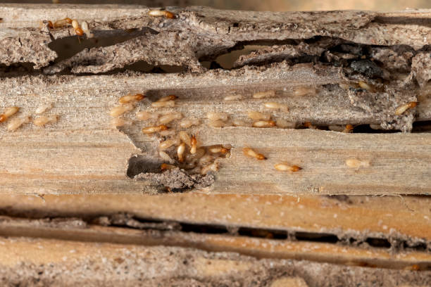 Best Cockroach Control Services  in Juneau, WI